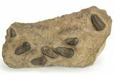 Cluster Of Ordovician Trilobites (Sokhretia?) - Erfoud, Morocco #131815-1